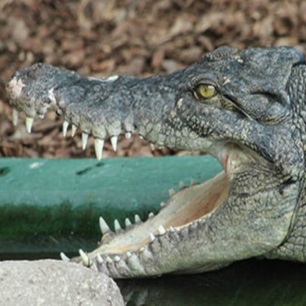 saltwater crocodile size