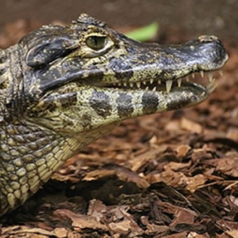 Yacaré Caiman | Crocodiles Of The World