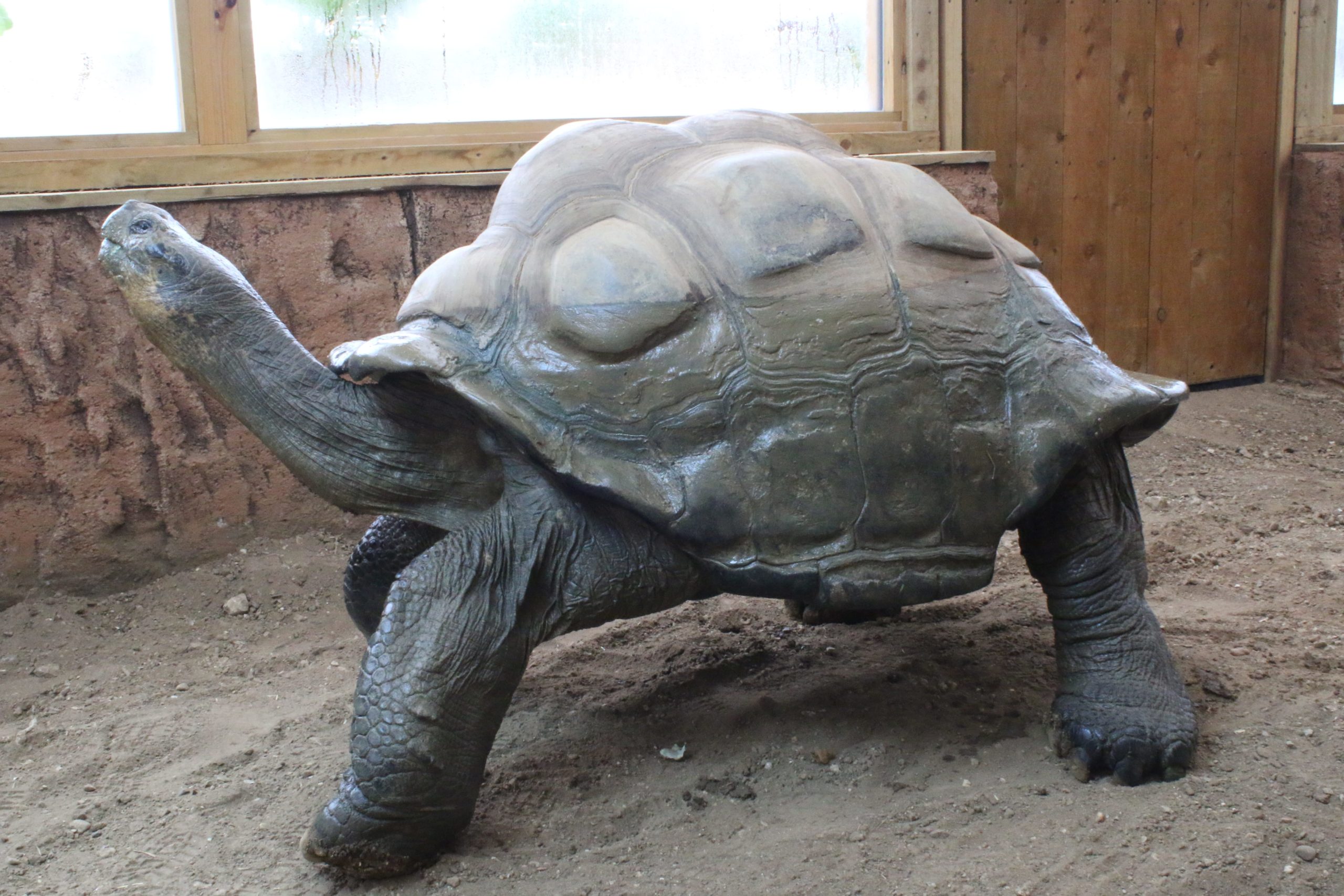 Giant Galapagos Tortoise Experience